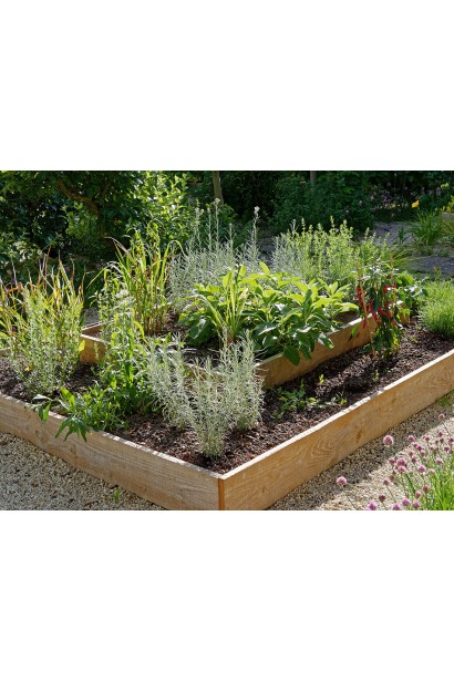 Безсмертник піщаний Талл Каррі  в ландшафті